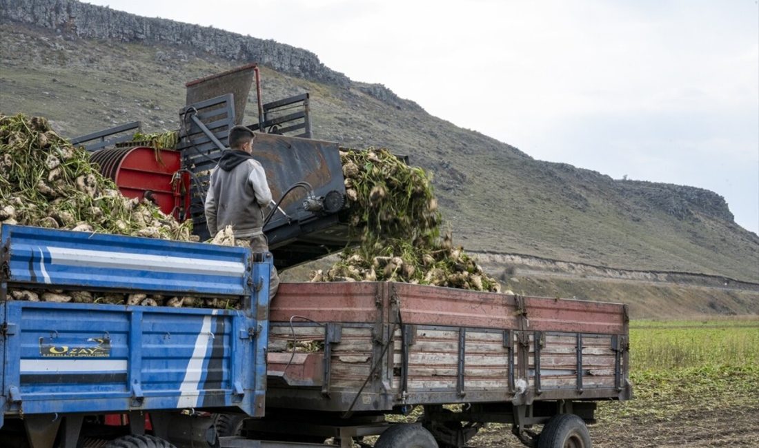 Kars'ta çiftçiler, yaklaşan kar