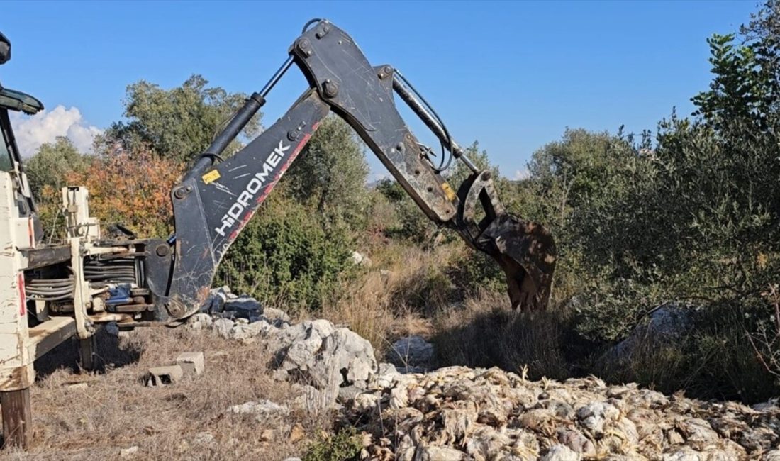 Mersin Tarsus'ta yem eksikliği