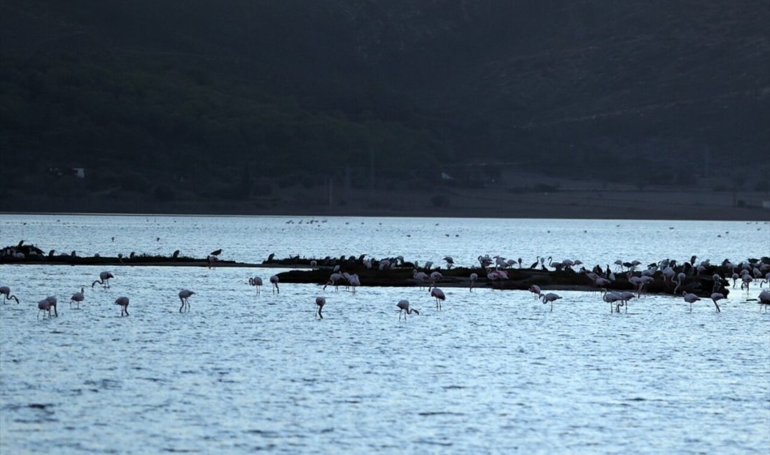 Muğla'nın Milas ilçesindeki Tuzla