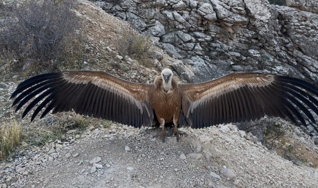 Yaralı akbaba, tedavisinin ardından