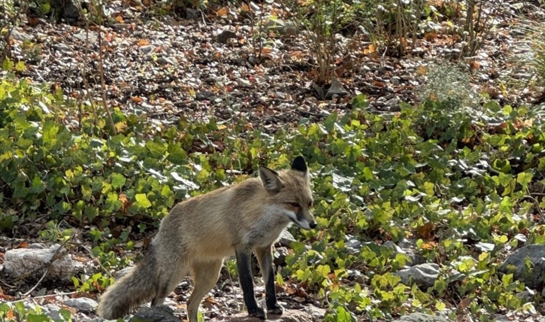 Antalya'daki Termessos Antik Kenti'ni