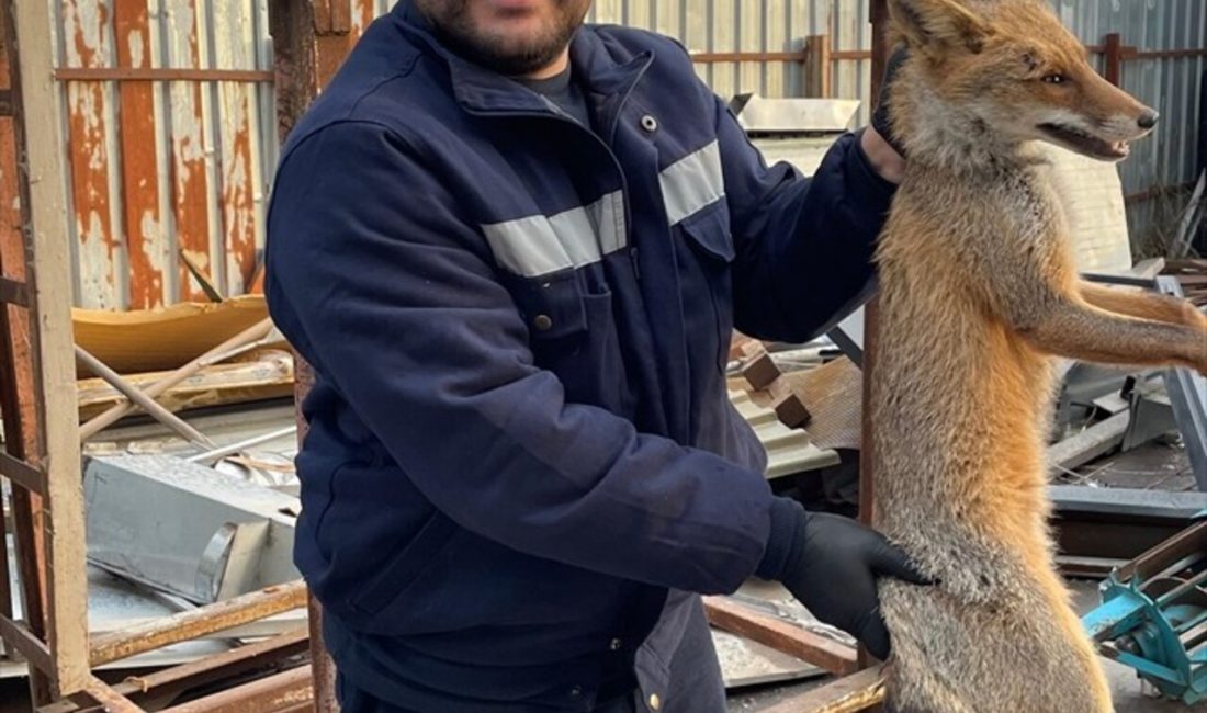 Zonguldak'ın Alaplı ilçesinde yaralı