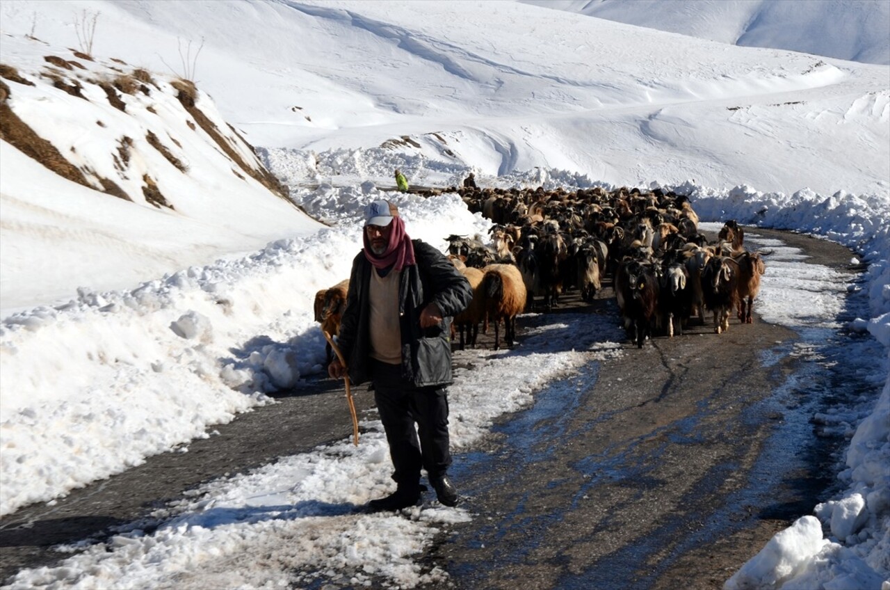 Muş'ta yayladan dönerken tipi nedeniyle küçükbaş hayvan sürüleriyle mahsur kalan besiciler, karla...